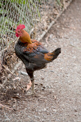 Wall Mural - the rooster is standing on one leg