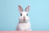 Fototapeta Zachód słońca - small white bunny sitting against background