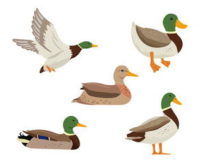 Flying duck. Vector flat illustration pond bird isolated on white.