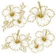 Set of hand drawn hibiscus flower illustration. Hibiscus flower line art collection
