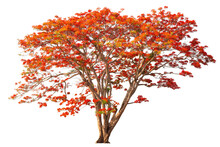 Flamboyant Royal Poinciana Growth Tree Solitude Standing Isolated On White Background. Season Changes Deciduous Outdoor Plants.