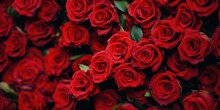 Red Roses Wallpaper Background