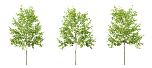 Green gleditsia triacanthos trees on transparent background, png tree, 3d render illustration.