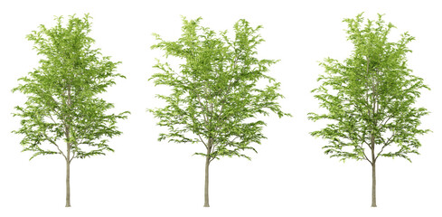 Sticker - Green gleditsia triacanthos trees on transparent background, png tree, 3d render illustration.