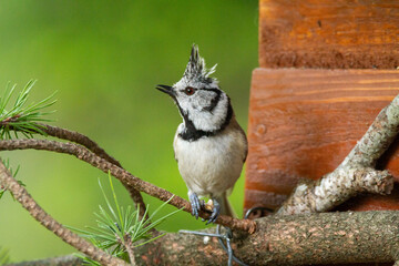 Wall Mural - great tit and other mountain forest passerines