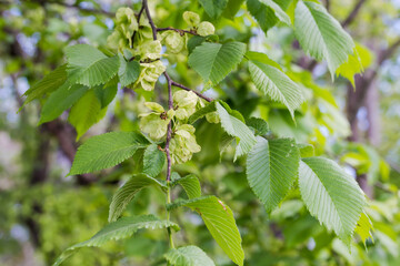 Wall Mural - Field elm branch with leaves and seeds on blurred background