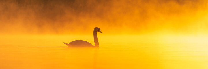 a swan on a misty lake during a beautiful sunrise