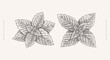 Set of mint leaves. Aromatic plant in vintage engraving style. Design element for culinary or medical products. Hand-drawn botanical illustration on a light background.