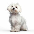 maltese dog portrait isolated on a white background, ai generative