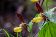 Yellow lady's slipper orchid - Cypripedium calceolus in swiss alps