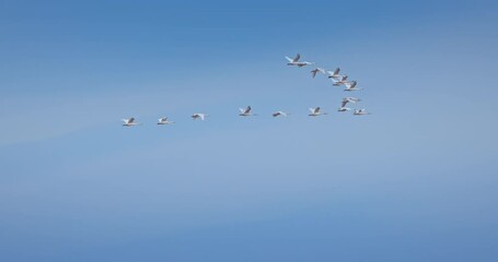 Wall Mural - Flying swans in a sky, flock of swan birds, wildlife migration 4K slow motion video