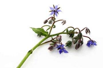 Poster - une fleur de bourrache