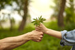 Male and female hands hold hemp grass. Human hands holding hemp leaves on a sunny sky background.Cannabis Ruderalis.