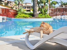 Ginger Cat On A Deckchair Near A Swimming Pool