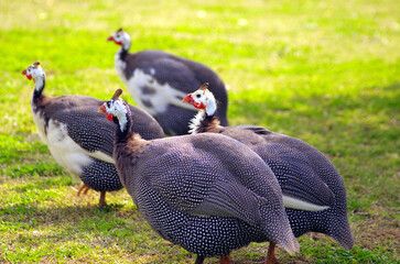 photo of a helmeted,spotted guinea fowl bird looking for food