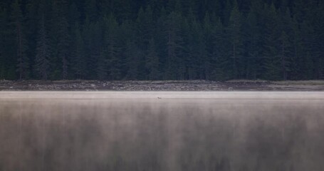 Wall Mural - tranquil atmospheric scenery with mountain lake and coniferous trees silhouettes in dense fog. pure 