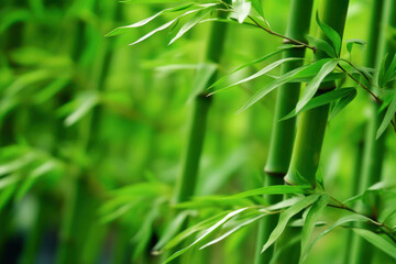 Poster - closeup of bamboo forest trees and leaf. generative ai