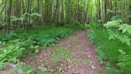 Wall Mural - A path in the northern forest on a summer day 4k video
