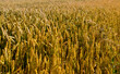 Agricultural industrial field with ripe beardless wheat  
