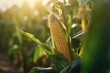 Close-up of an ear of ripe organic corn in a field. Harvesting agriculture. Generative AI