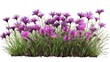 Purple Wildflower Isolated on White: Capture the Beauty of Spring Greenery. Generative AI