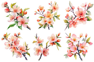 Wall Mural - Set of watercolor illustration of branches with sakura flowers, isolated on white background. Generative AI