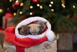 Fototapeta Zwierzęta - Against the background of the Christmas tree, three Burmese kittens sleep in Santa Claus's Christmas hat close-up