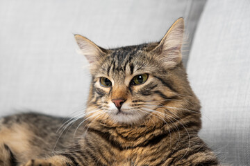  Portrait of a beautiful tabby cat with yellow-green eyes resting lying on a gray sofa