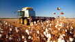 Harvesting cotton on the field with a combine harvester. Generative AI.