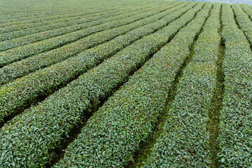 Canvas Print - Fresh raw tea farm landscape