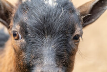 Brown And Black Goat Face Looking Forward Close-up. Domestic Animals Breeding