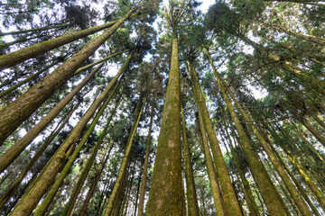 Poster - Bottom view of the forest