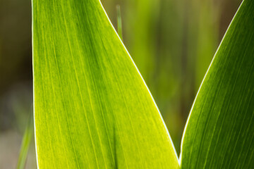 Wall Mural - Green young grass leaves close-up with bright sun shine through in garden with blurry background. Spring sunny growth