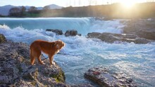 Dog At Waterfall In Sunrise. Nova Scotia Duck Tolling Retriever On A Rock At Water