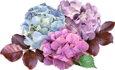 Wall Mural - Hydrangea isolated on a transparent background. Png file.  Floral arrangement, bouquet of garden flowers. Can be used for invitations, greeting, wedding card.