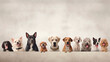 
Banner with many dogs of different breeds standing in line and looking at the camera. Free space for advertising texts. Template for veterinary, dog food, dog grooming. Light background Generative ai