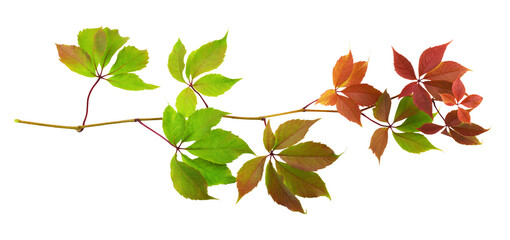 Wall Mural - Parthenocissus twig with colorful autumn leaves isolated on white or transparent background (Wild grapes)