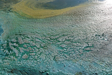 Wall Mural - Bright blue-green algae (cyanobacteria) on water and beach sand. Close-up of a harmful algal blooms and decay. Abstract background with green toxic texture.