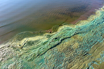 Wall Mural - Close-up of blooming and decaying blue-green algae (cyanobacteria) on water near sea shore. Environment problem. Ecological concept of polluted nature.