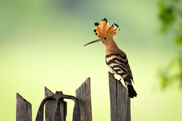 Wall Mural - Eurasian hoopoe bird close up ( Upupa epops )