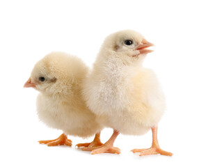Wall Mural - Cute little chicks on white background