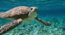 The Green Sea Turtle Swimming