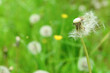 Beautiful white dandelions on blurred green background