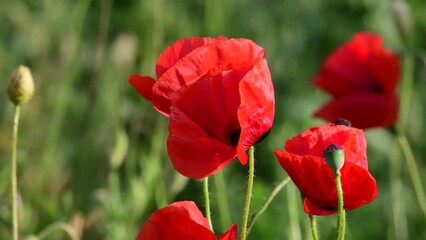 Wall Mural - Field of poppies in the wild. Blooming poppy close up.