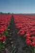 Tulpenfelder bei Zeewolde - Niederlande