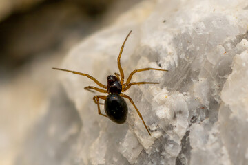 Poster - spider on the web