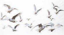 A Flock Of Seagulls Flying In The Sky. Generative AI Image.