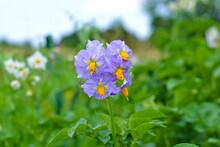 Potatoes In Bloom In The Garden. Green Potato Plant. Flower Potato Macro. Leaf Of Vegetable. Organic Food Agriculture In Garden, Field Or Farm. Growth Of Crop.