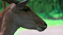 Eland(Tauretragus Oryx) Is One Of The Herbivores Of The Antelope Group From The African Continent