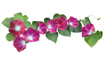 Isolated Image Of Morning Glory Flower On Transparent Background Png File.